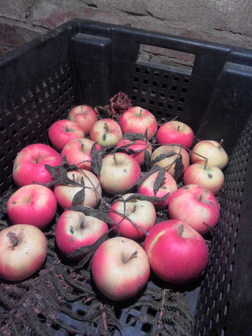 как хранить яблоки и груши зимой