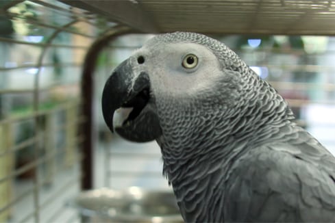 Попугай Жако считается самым разговорчивым