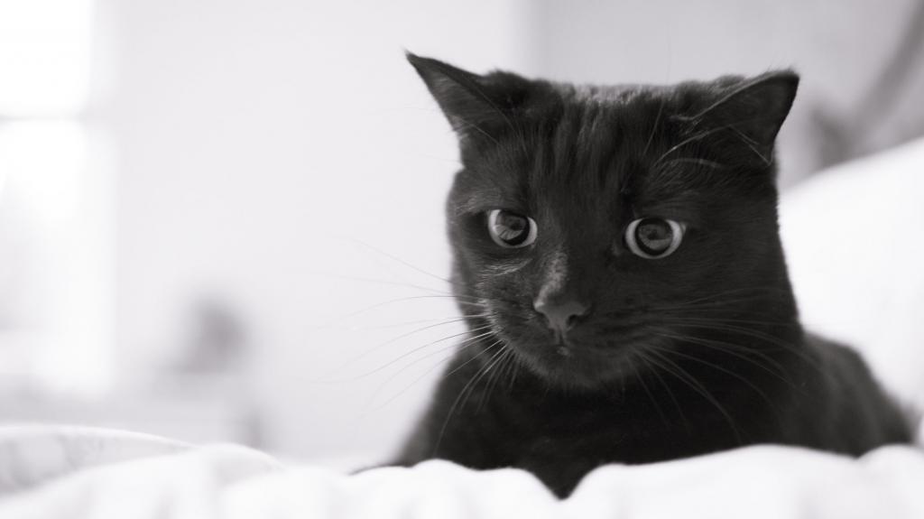 Черный грустный кот