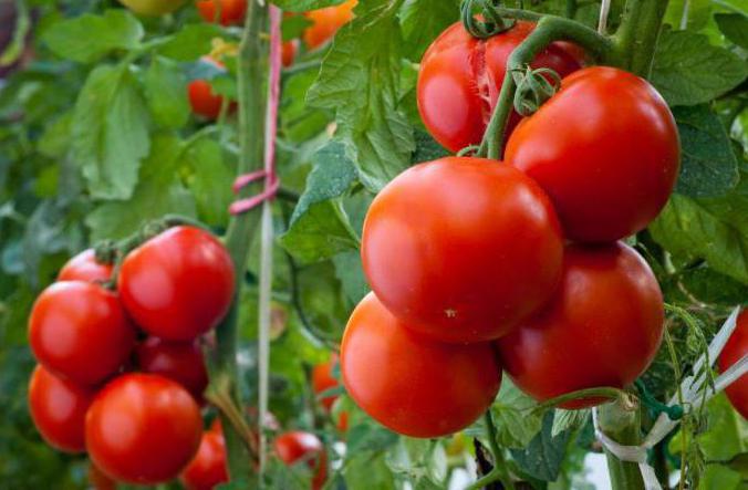  почему помидоры не краснеют до конца