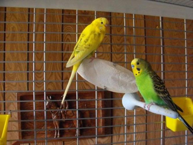домик для волнистых попугаев