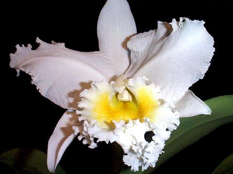 правильный уход за орхидеями