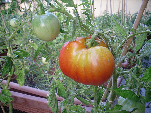 почему помидоры не краснеют у плодоножки