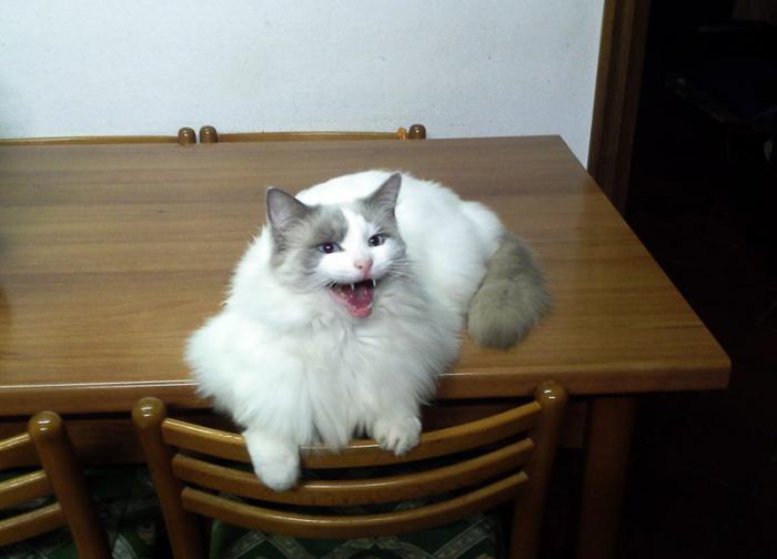 как отучить кошку лазить по столам