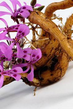 цикломена цветок от гайморита
