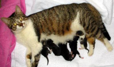 как помочь кошке родить первый раз