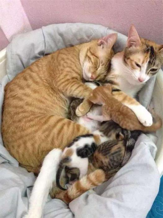 кот помогает кошке рожать