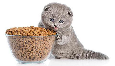 вреден ли сухой корм для кошек и котят