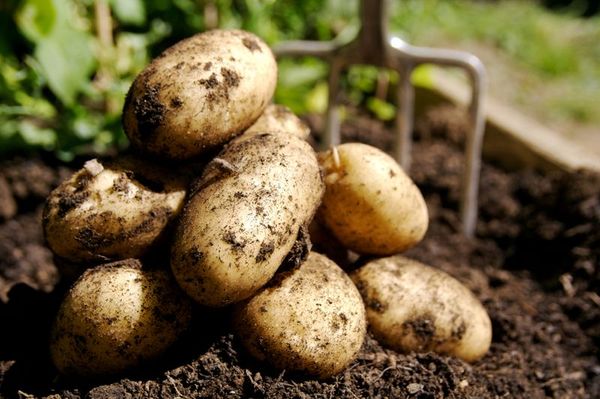 Чеснок на месте картофеля может заболеть фузариозом