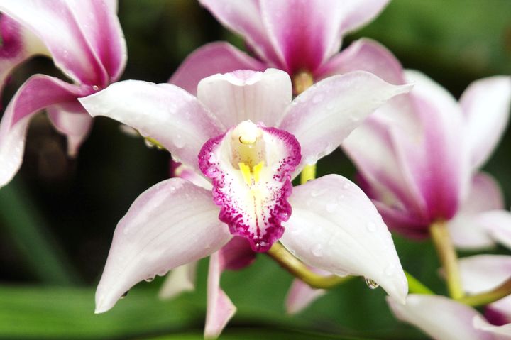 орхидея 12