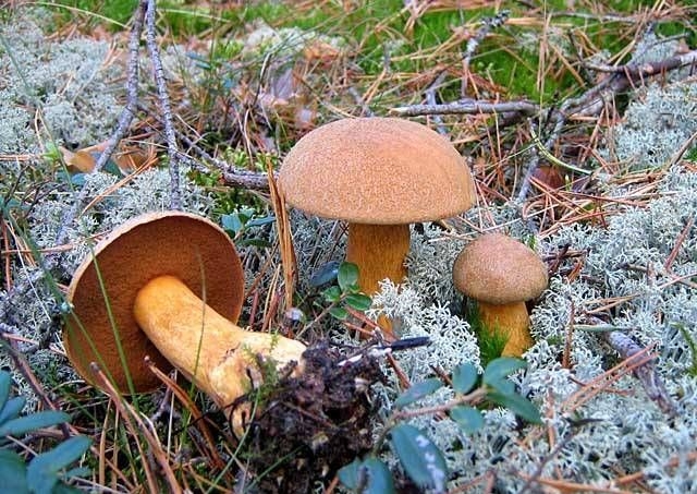 Как выглядят грибы моховики?