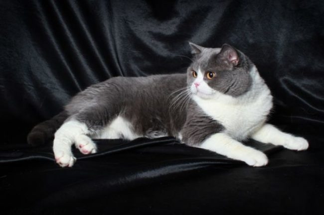 Двухцветная британская короткошёрстная кошка на диване