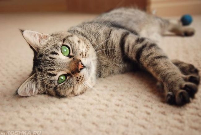 Кошка с зелеными глазами лежит на полу