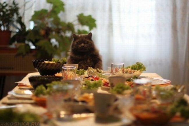 Кот и стол где много еды