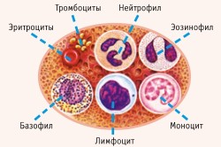 Строение клетки крови