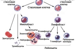 Схема образования клеток крови
