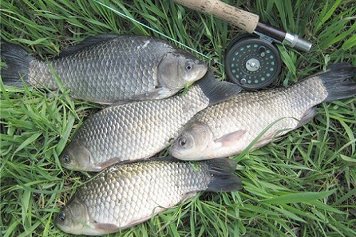 правила рыбалки летом