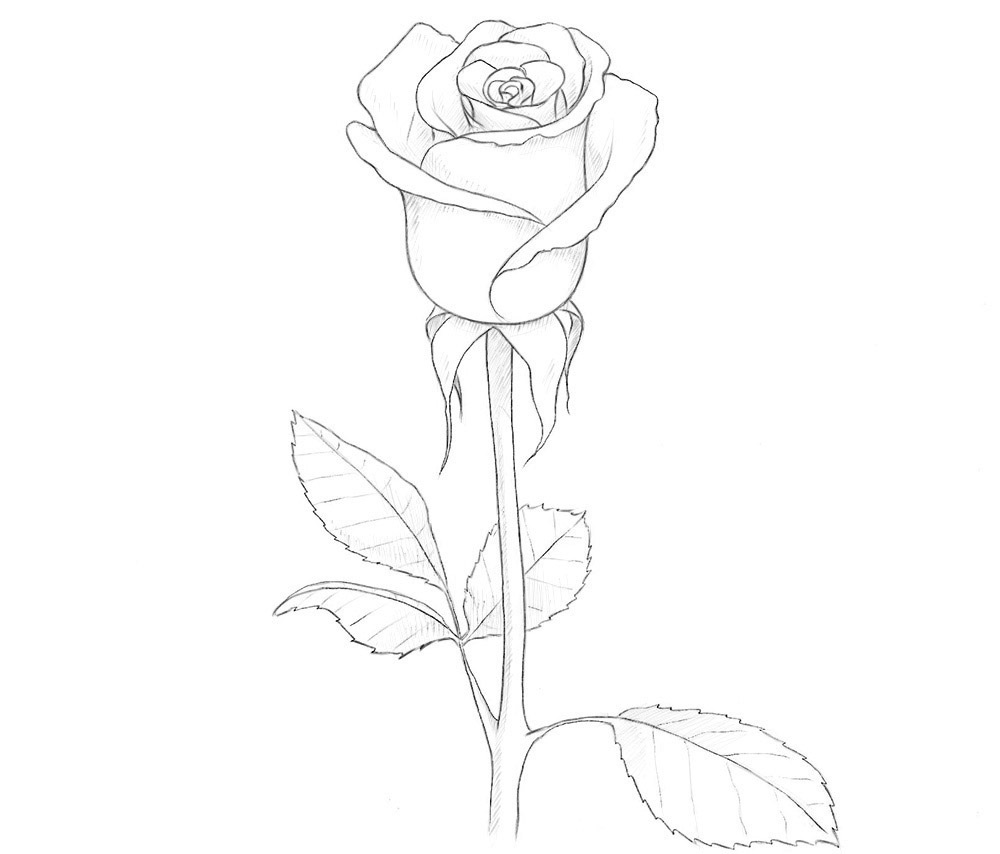 как рисовать розу легко