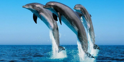 к чему снятся дельфины