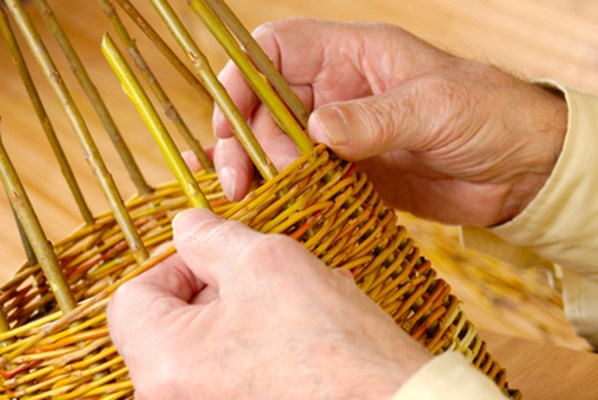 Заготовка ивы для плетения