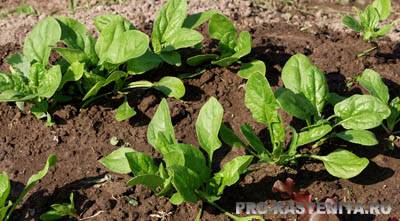 Как вырастить шпинат Выращивание шпината