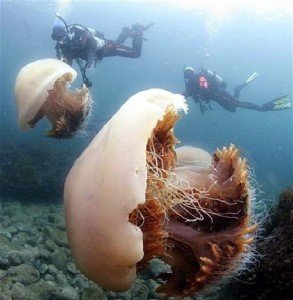 Как передвигается медуза