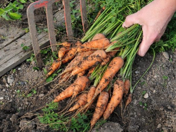 Морковь следует убирать вручную