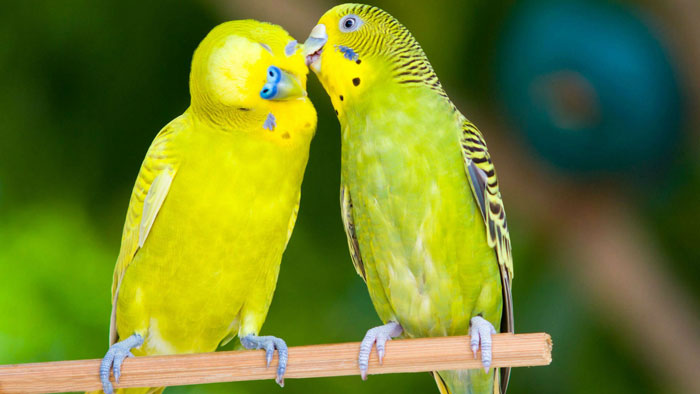 Понаблюдайте: поведение самца и самки попугая будет отличаться