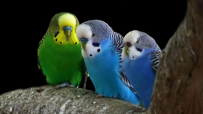 Наиболее "разговорчивыми" считаются попугаи-мальчики зеленого цвета