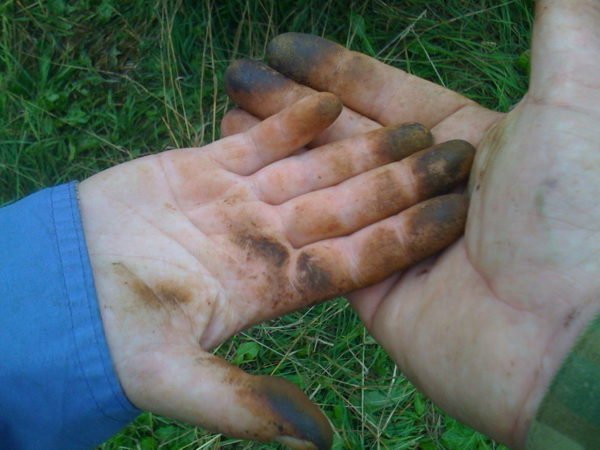 Следы от грибов маслят на руках, которые надо отмыть