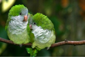 Каких попугаев легче научить говорить