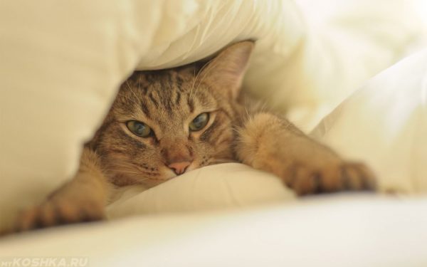котёнок под одеялом