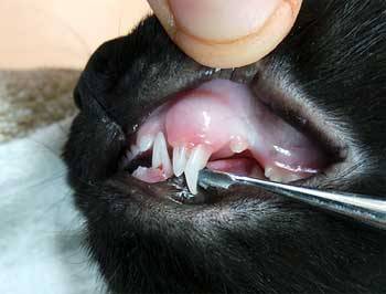 Удаление «застрявших» молочных зубов кошки