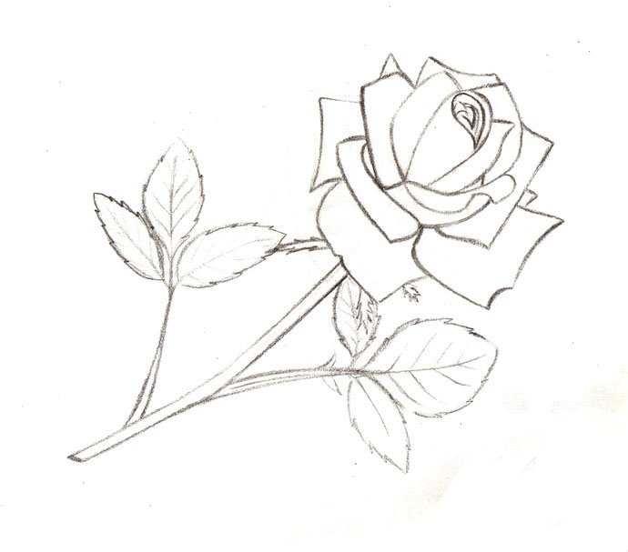 Как нарисовать розу шаг за шагом – схема, фото 11