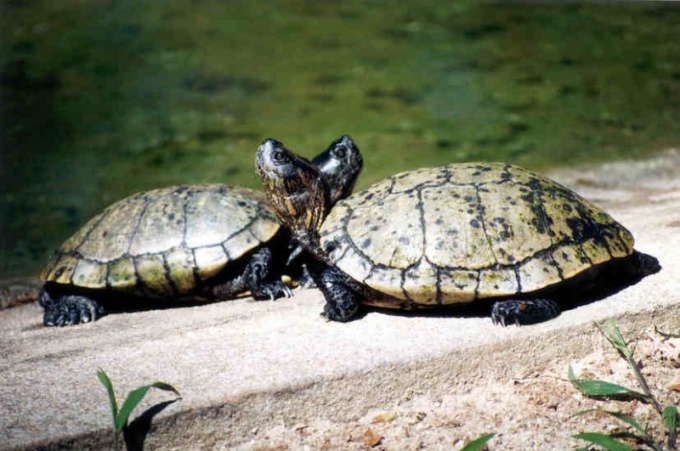 Как разводить водных черепах