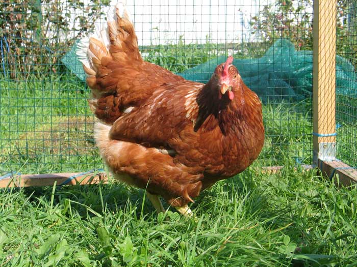При покупке курицы у частника обратите внимание на условия содержания птицы