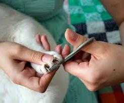 Чем подстричь когти кошке