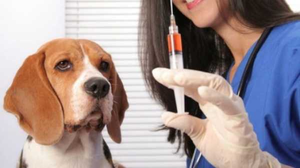 Подготовка к прививке собаки