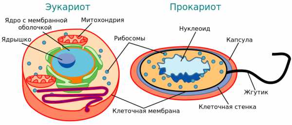 Прокариоты и эукариоты различия