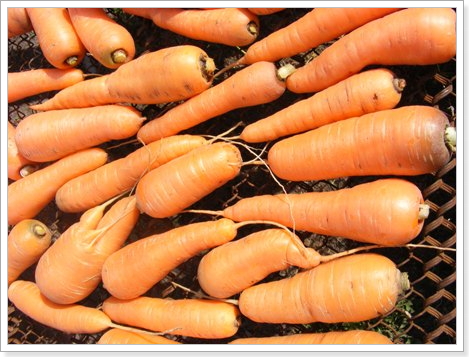 Сушка моркови на сетке