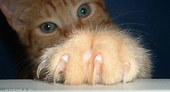 Как подстричь ногти коту в домашних условиях