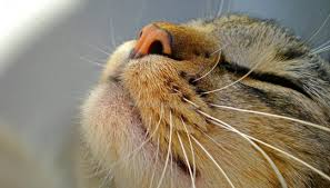 Каким должен быть нос у здорово кошки - сухим или влажным?